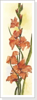 Gladiole (70x30 cm) - 190 € Gladiole (70x30 cm) - 190 €