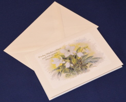 Christrosen  - Frohe Weihnachten